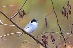 White-lored Gnatcatcher